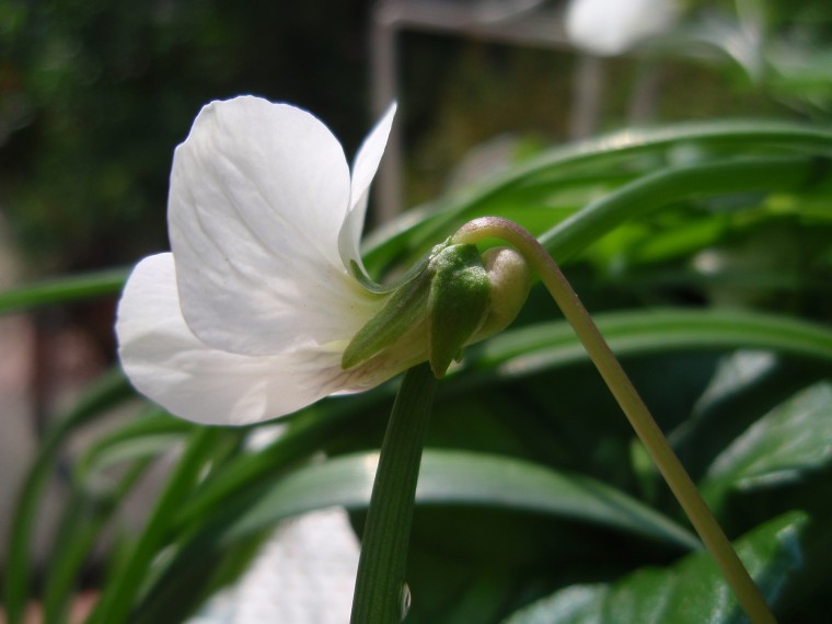 Viola sororia (/ Viola sorella